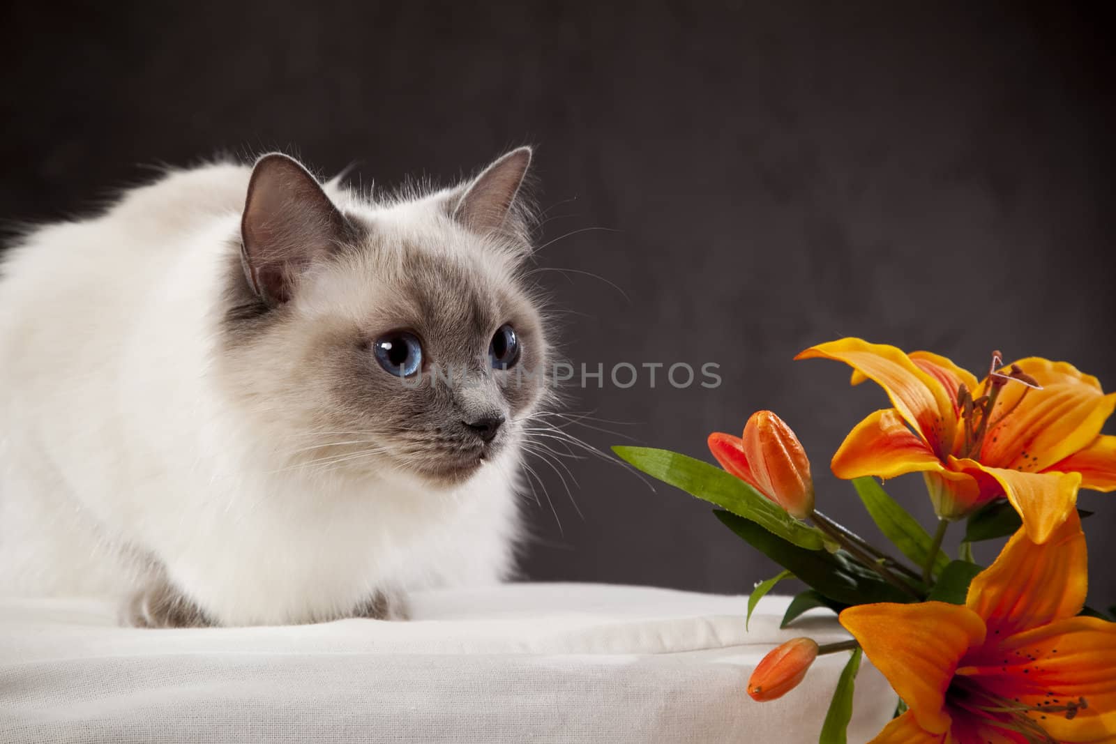 White cat with orange flower over dark background