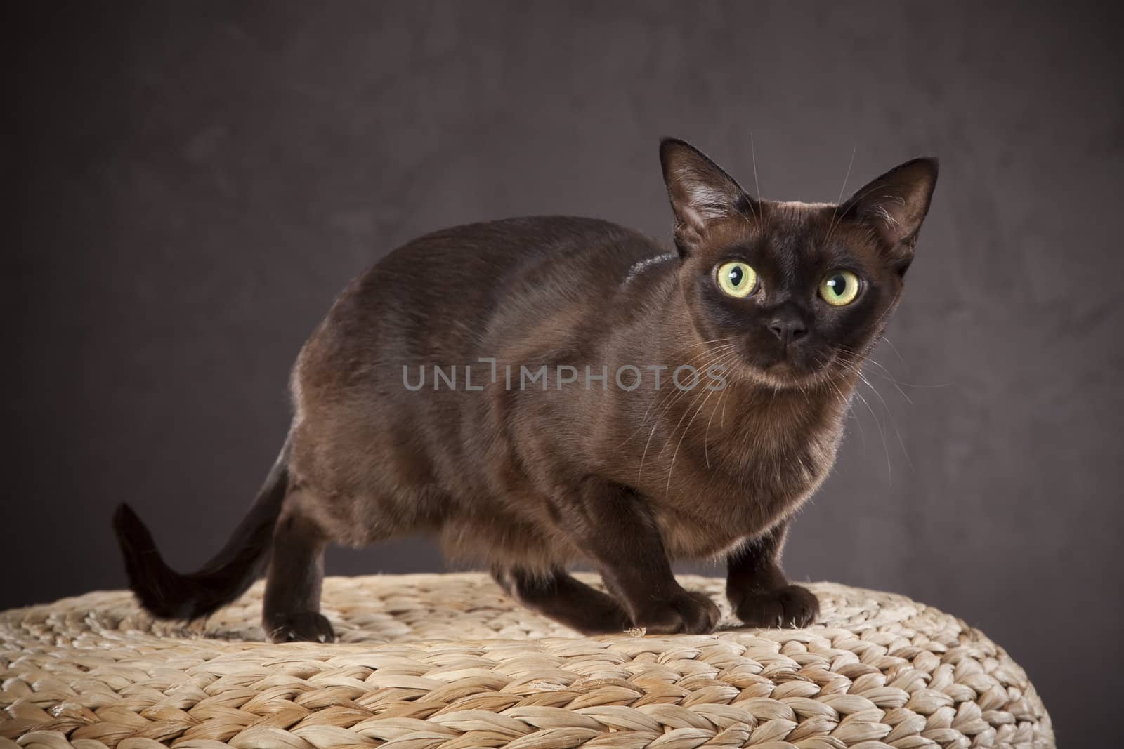 Short haired dark brown cat on the wooden bench
