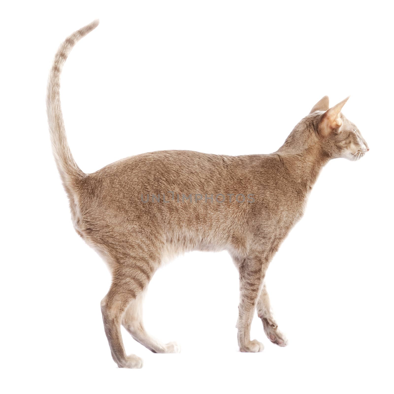 Short haired brown cat on soft surface