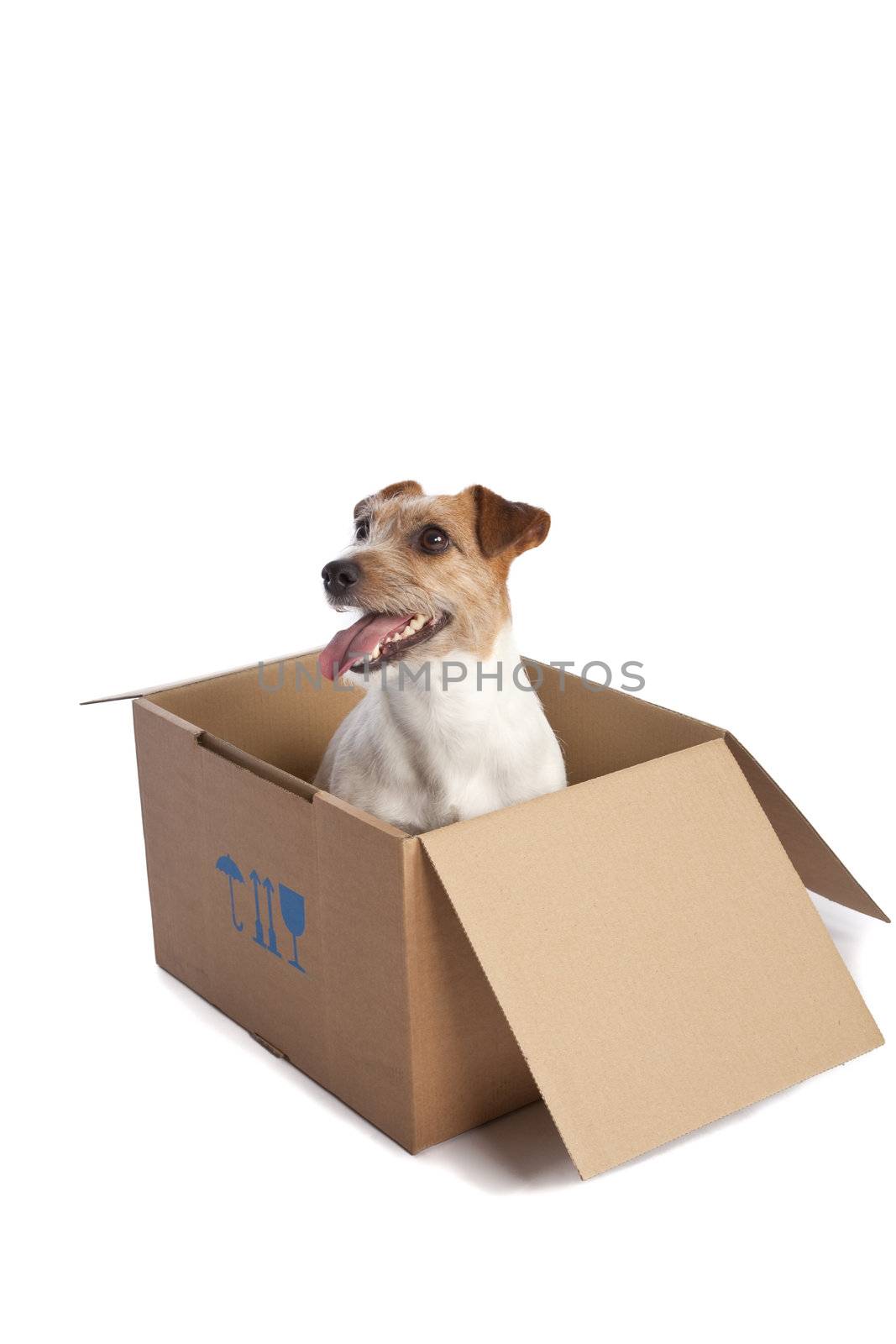 jack russell terrier in a box by mjp