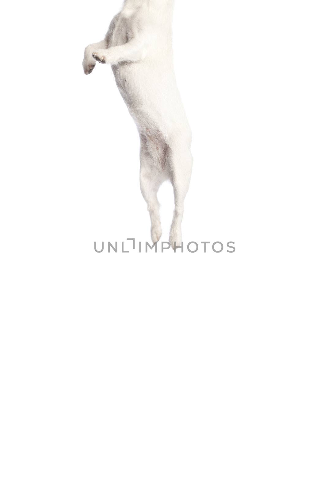 isolated jack russell terrier jumping over white background