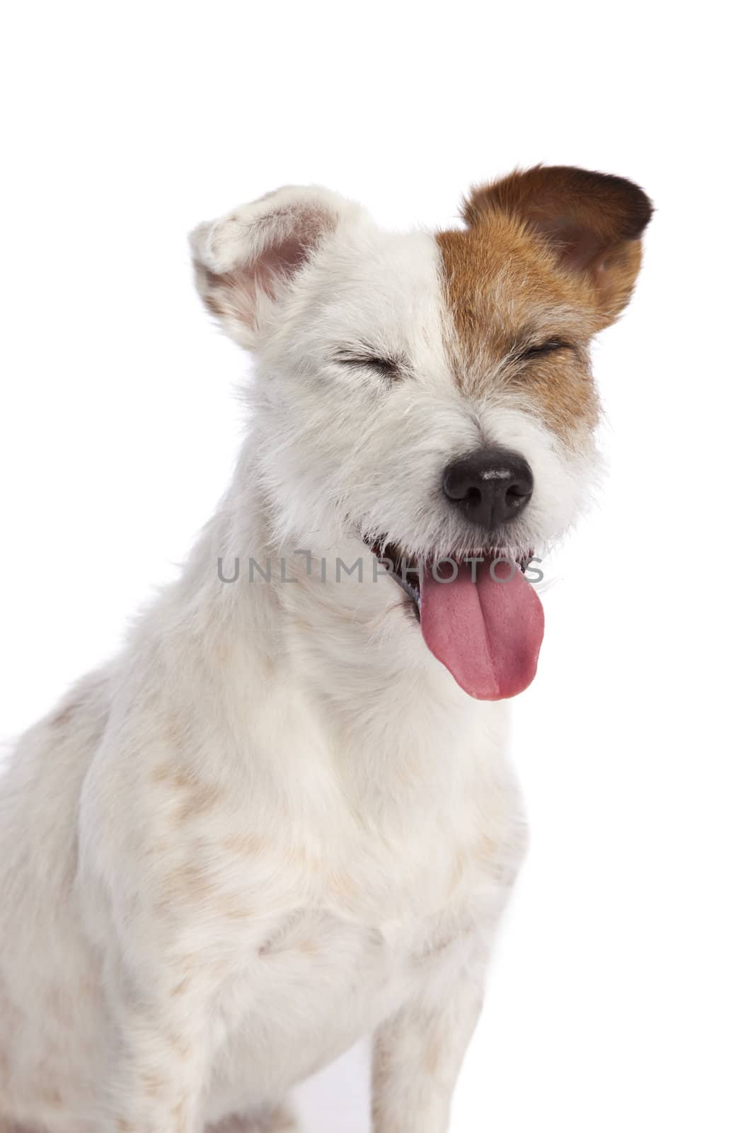 jack russell terrier smiling  by mjp