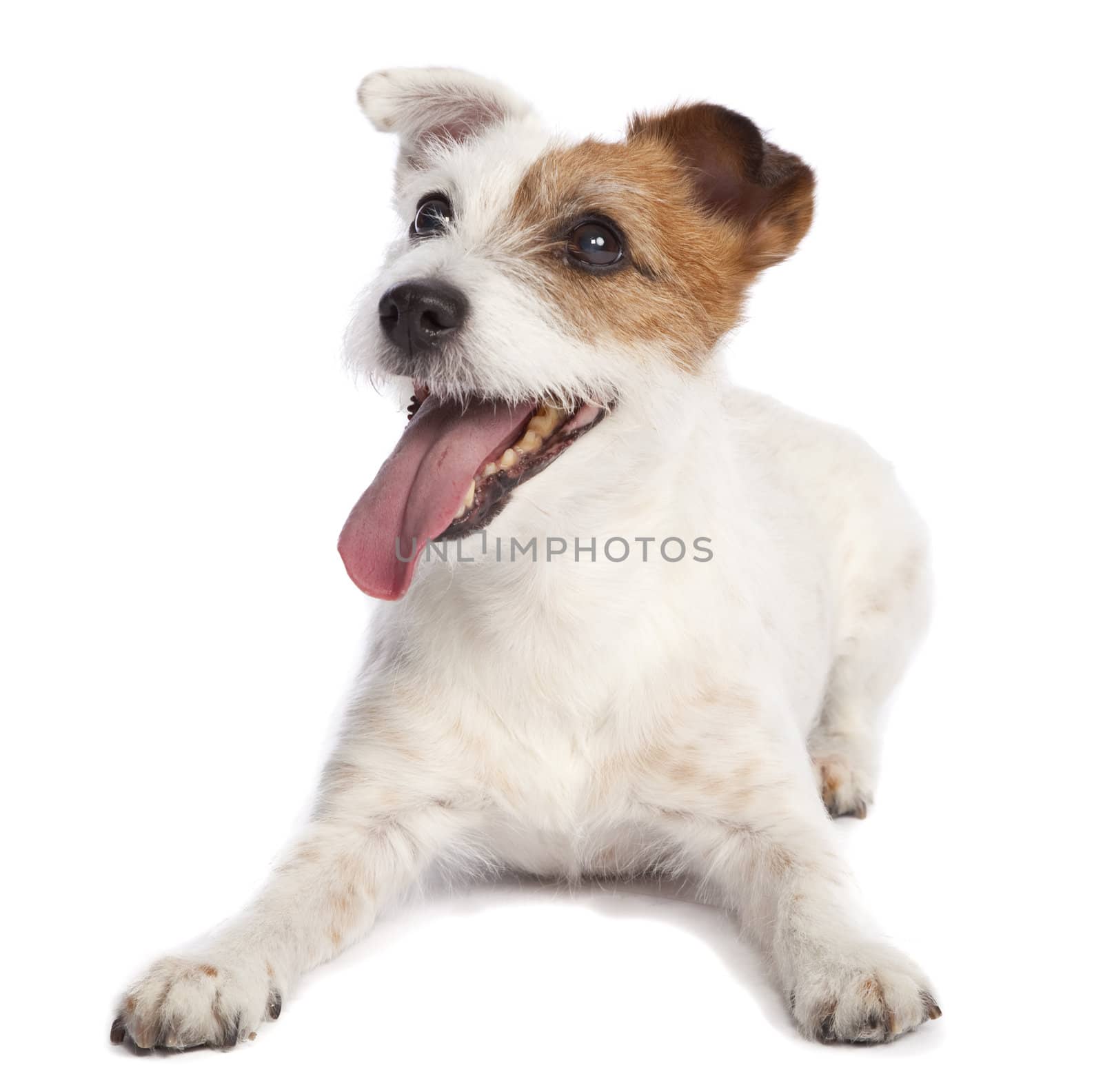 isolated jack russell terrier smiling and lying down over white background