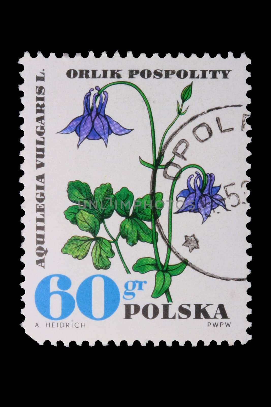 Poland - CIRCA 1972: A stamp is printed in Poland, Aquilega Vulgaris, let out CIRCA in 1972.