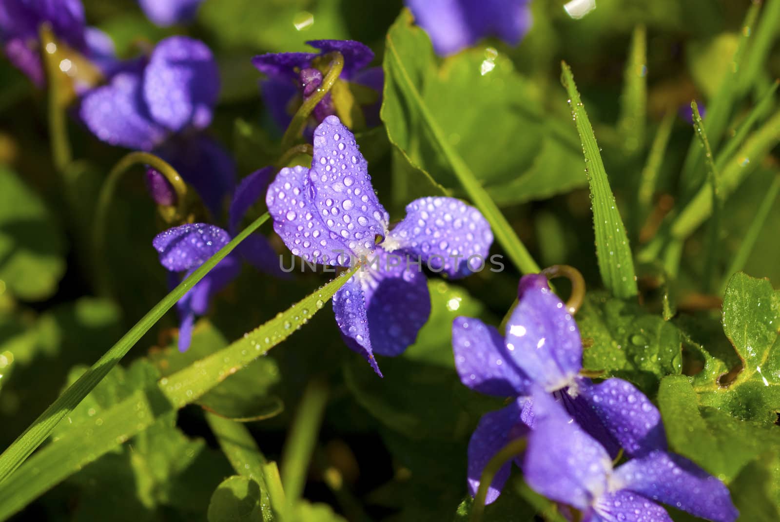 Viola fragrant. Spring flower.