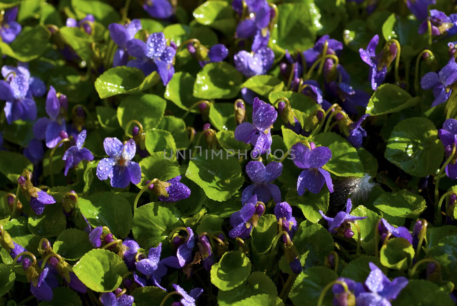Viola fragrant. Spring flower.