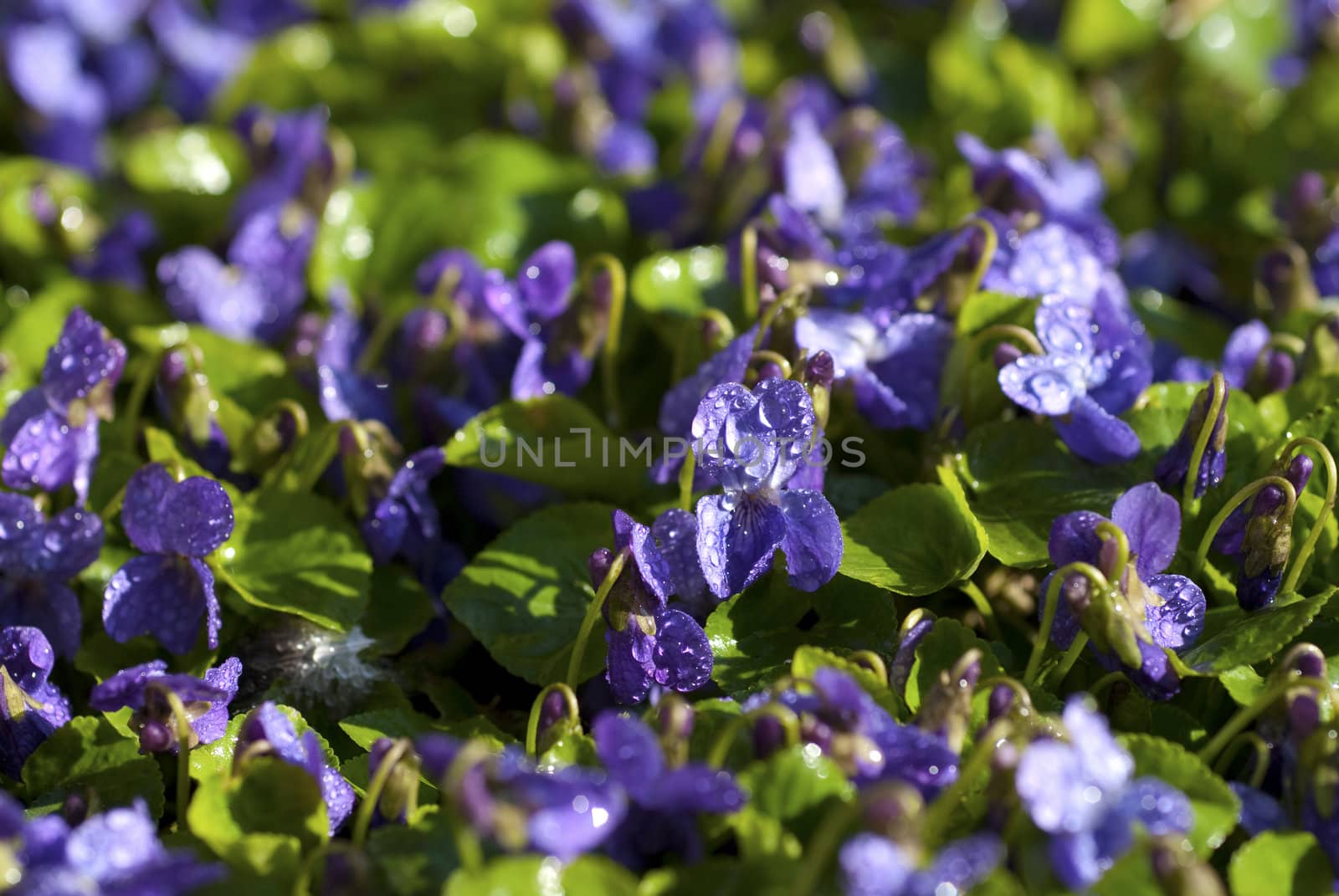 Viola fragrant. Spring flower.