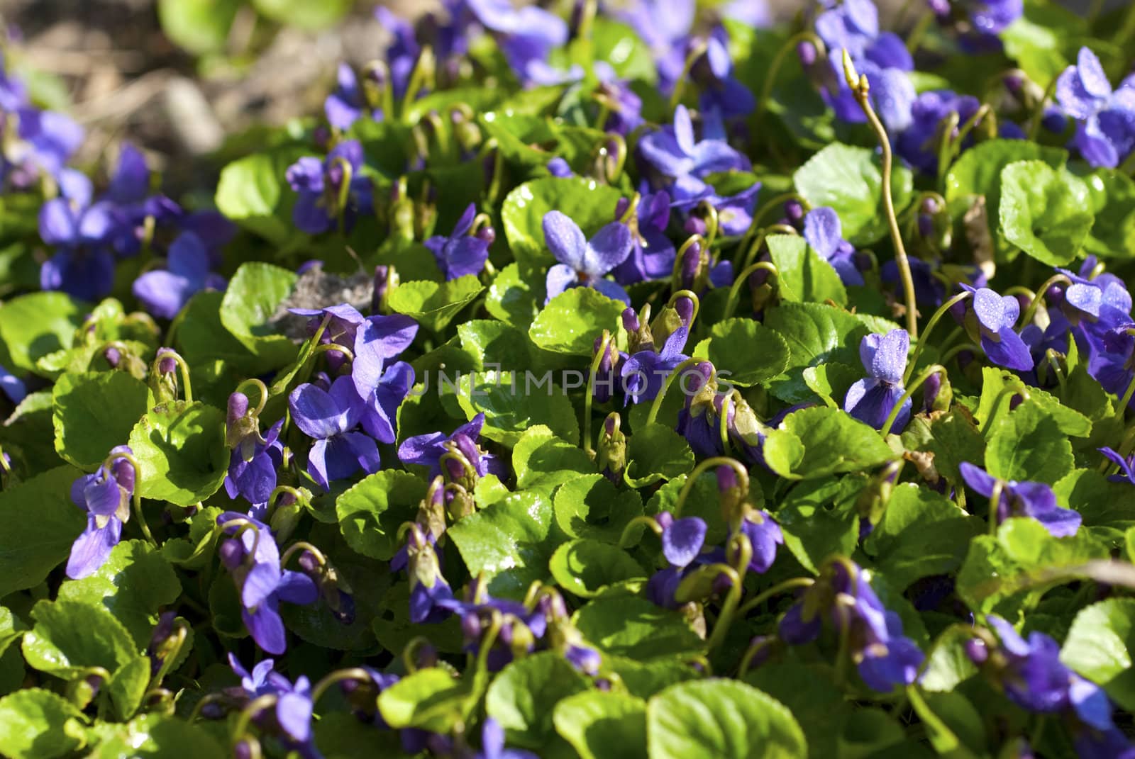 Viola fragrant. Spring flower.