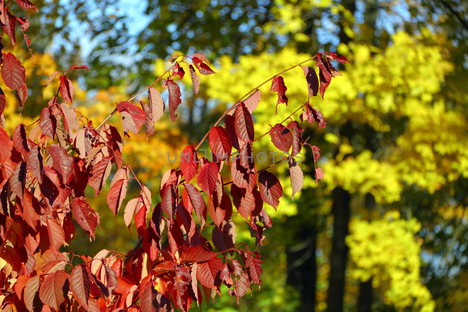 autumn colors by vadimone