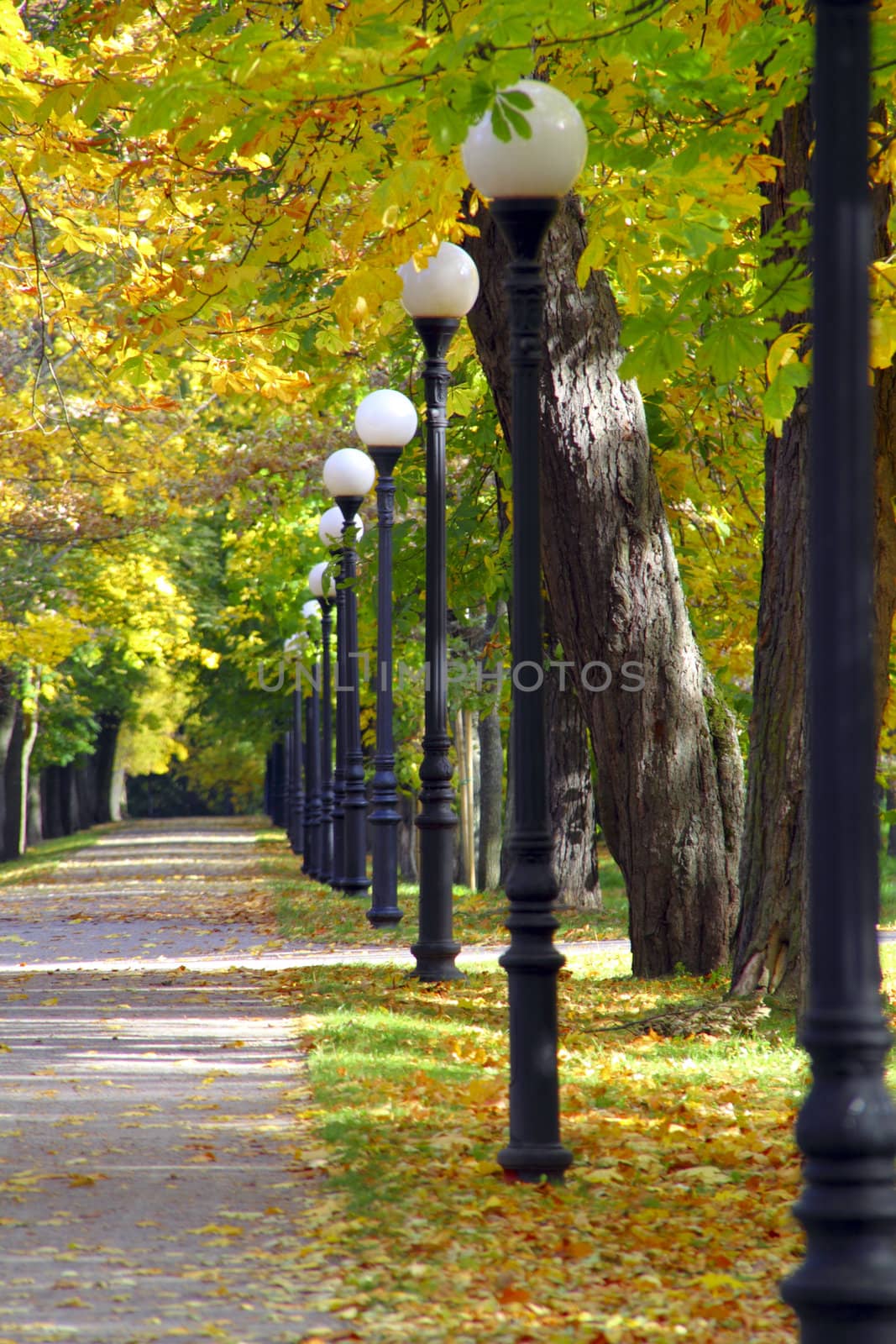 sunny day in park during fall, alley with metal post lamps