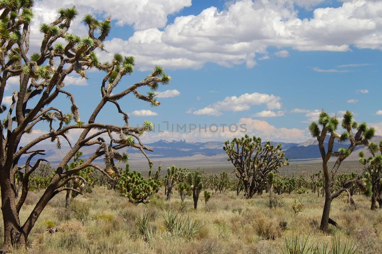 Joshua Trees in the Mojave Desert by Wirepec