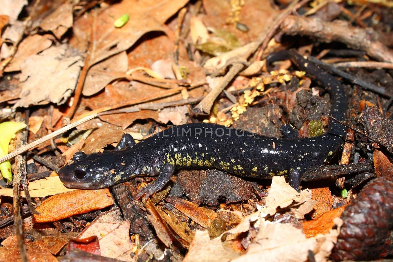 Slimy Salamander (Plethodon glutinosus) by Wirepec