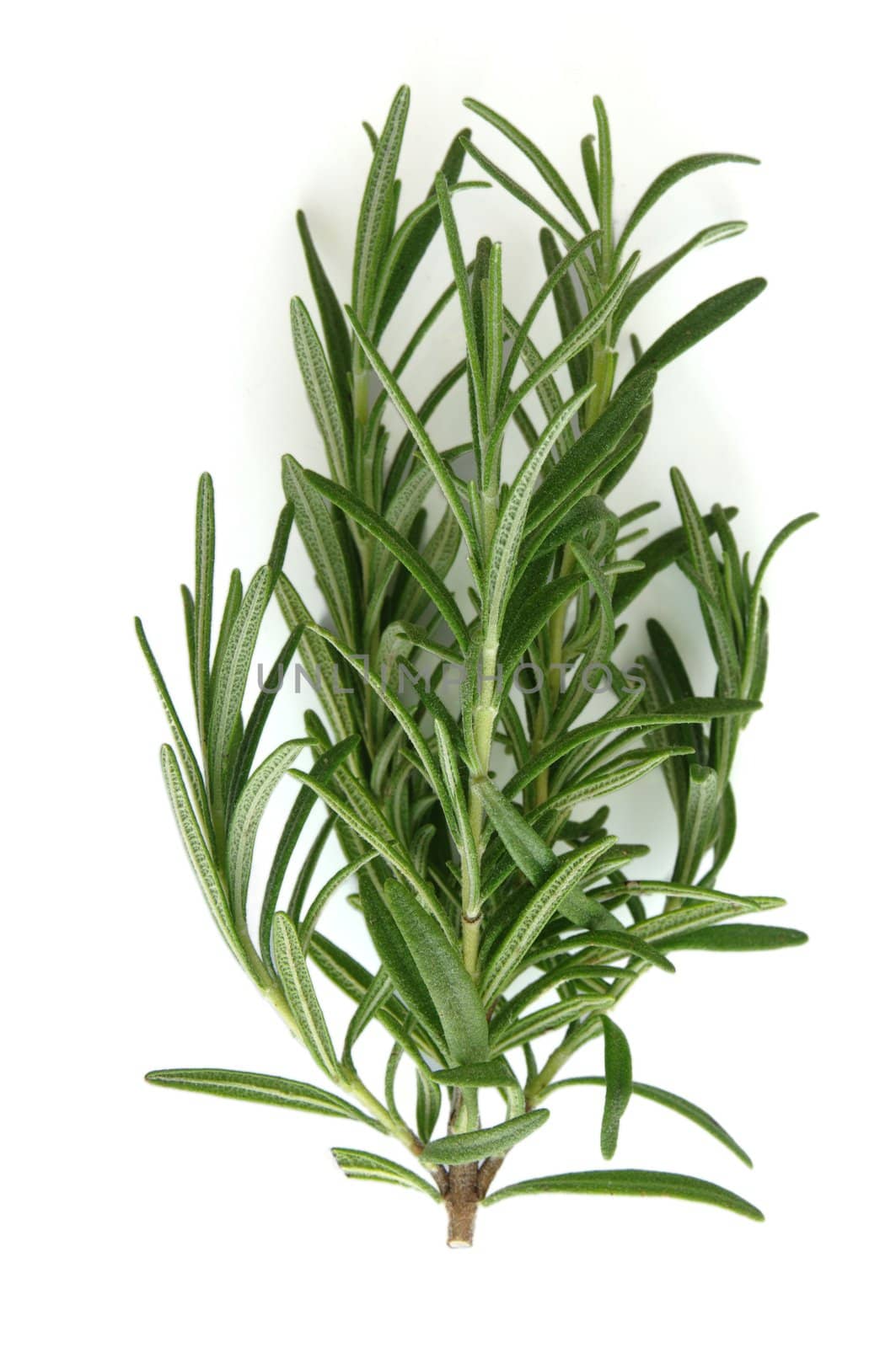 Rosemary (Rosmarinus Officinalis) herb cutting. Shot on white