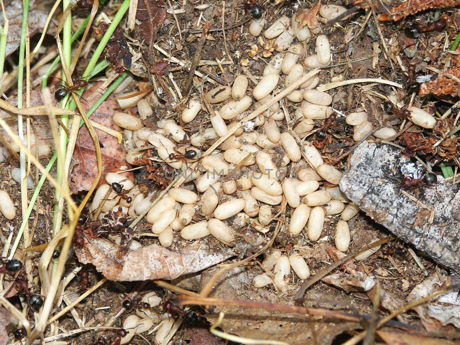 Ant Colony and eggs by Wirepec