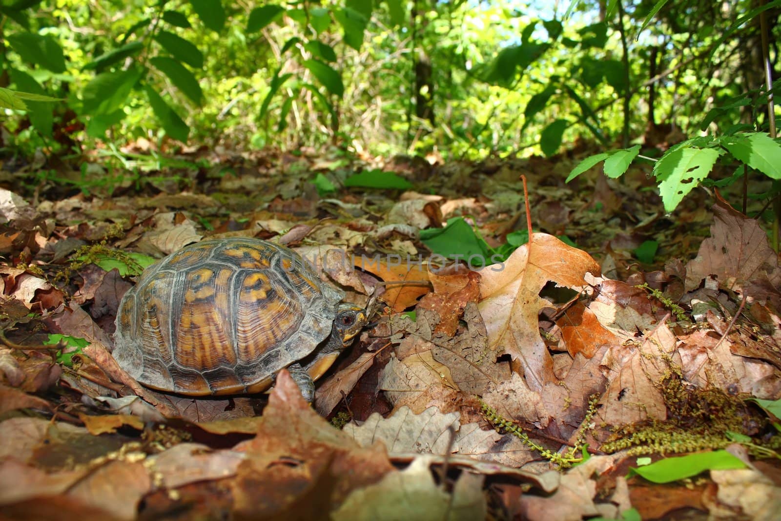 A Box Turtle (Terrapene carolina) at Monte Sano State Park - Alabama.