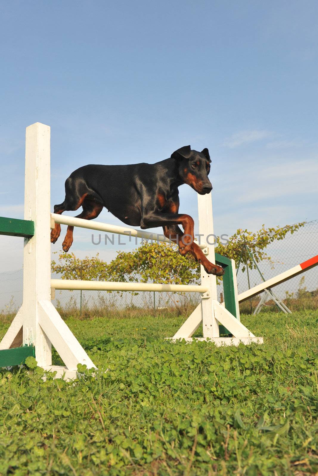 purebred doberman jumping in a training of agility