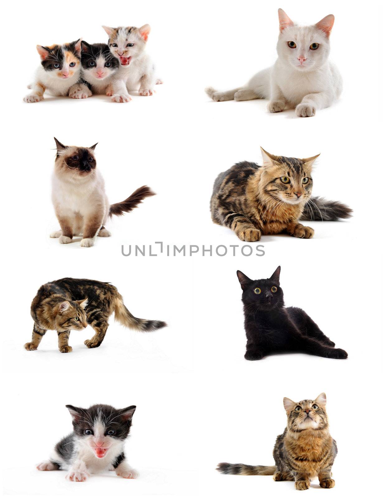 cats and kitten on a white background