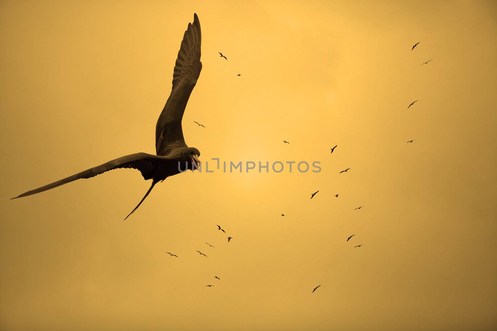 Birds flying in the sunset at Curacao