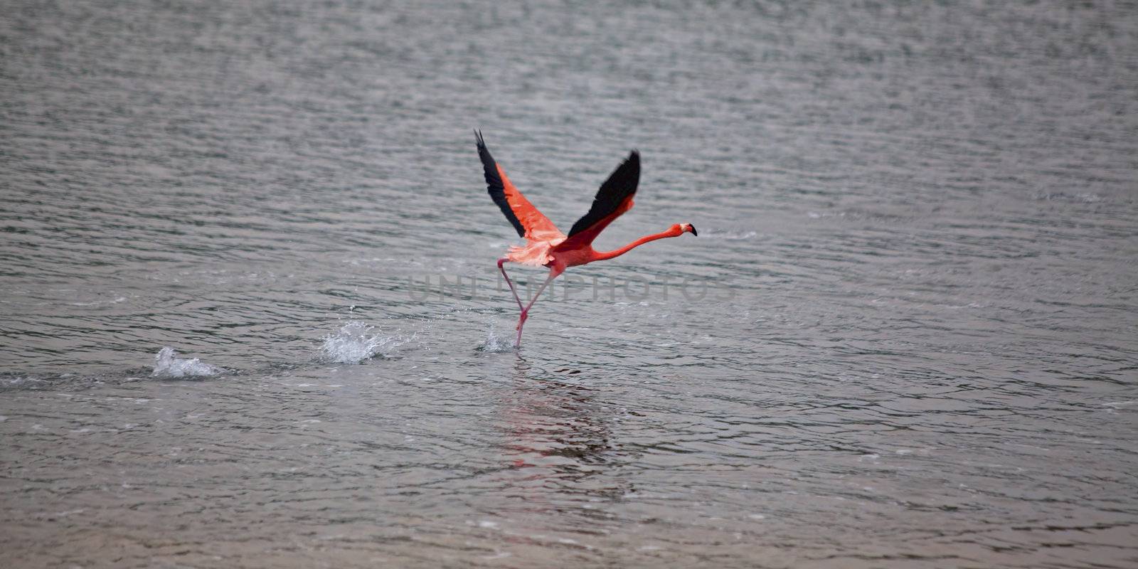 Running Flamingo by kjorgen