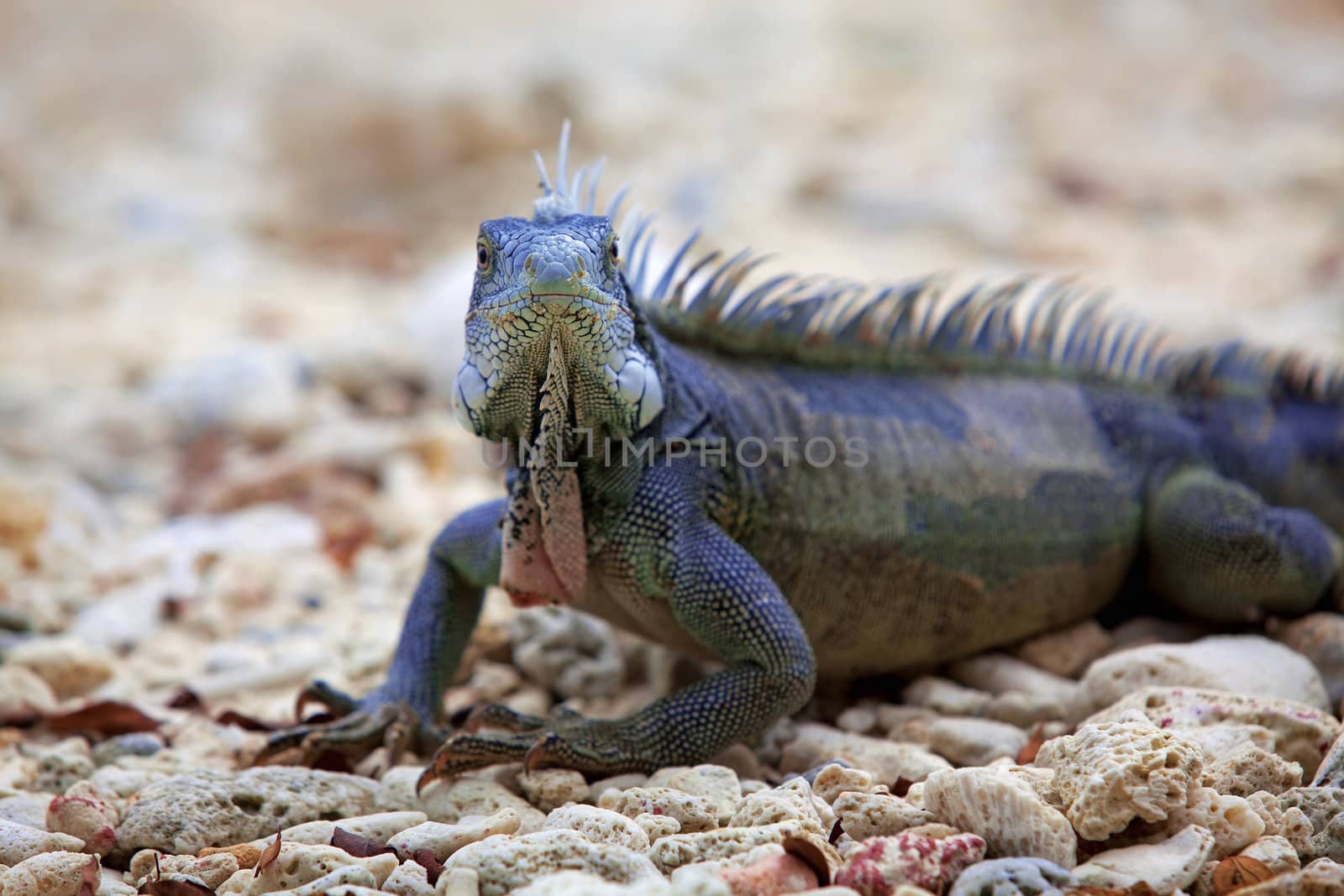 Iguana on Port Marie beach on Curacao