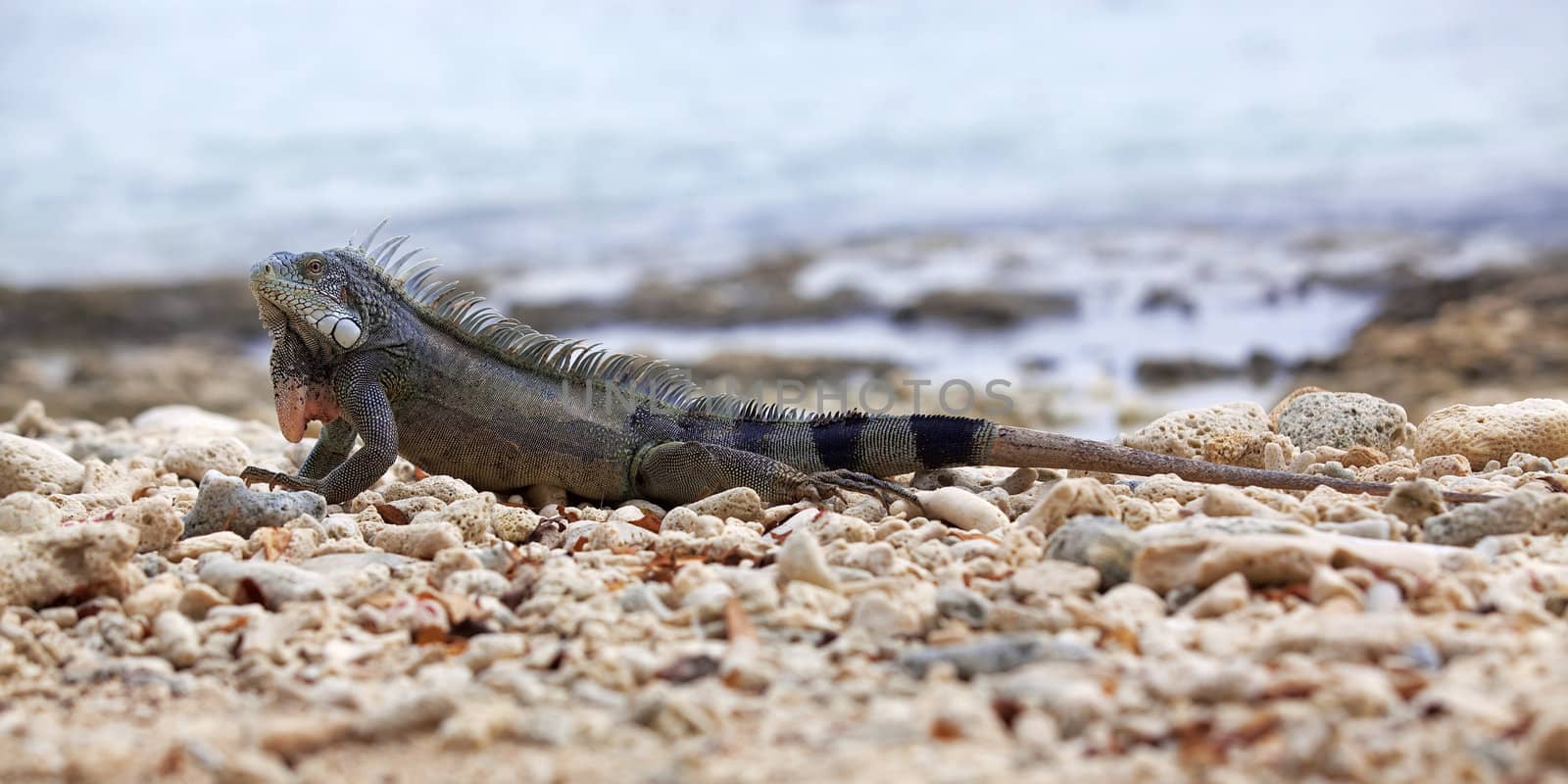 Iguana on Port Marie beach on Curacao