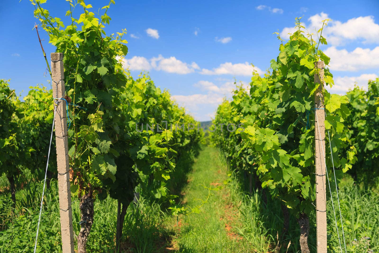 Vineyard rows by anobis