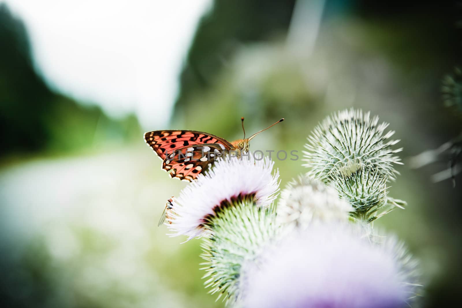 butterfly poised on flower by anobis