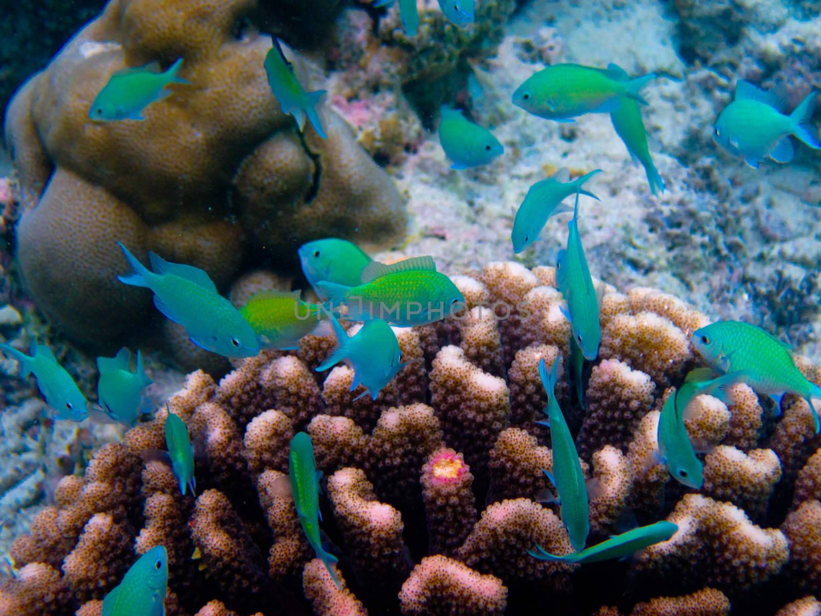 under water world at Maldives blue clear sea