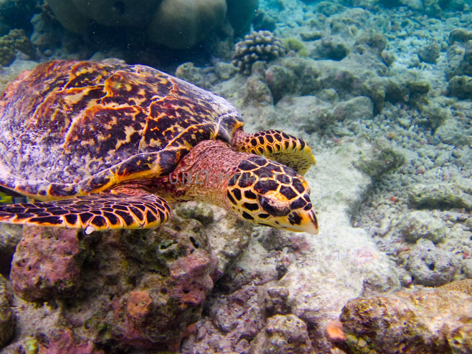 Hawksbill Turtle swiming like flying at Maldives