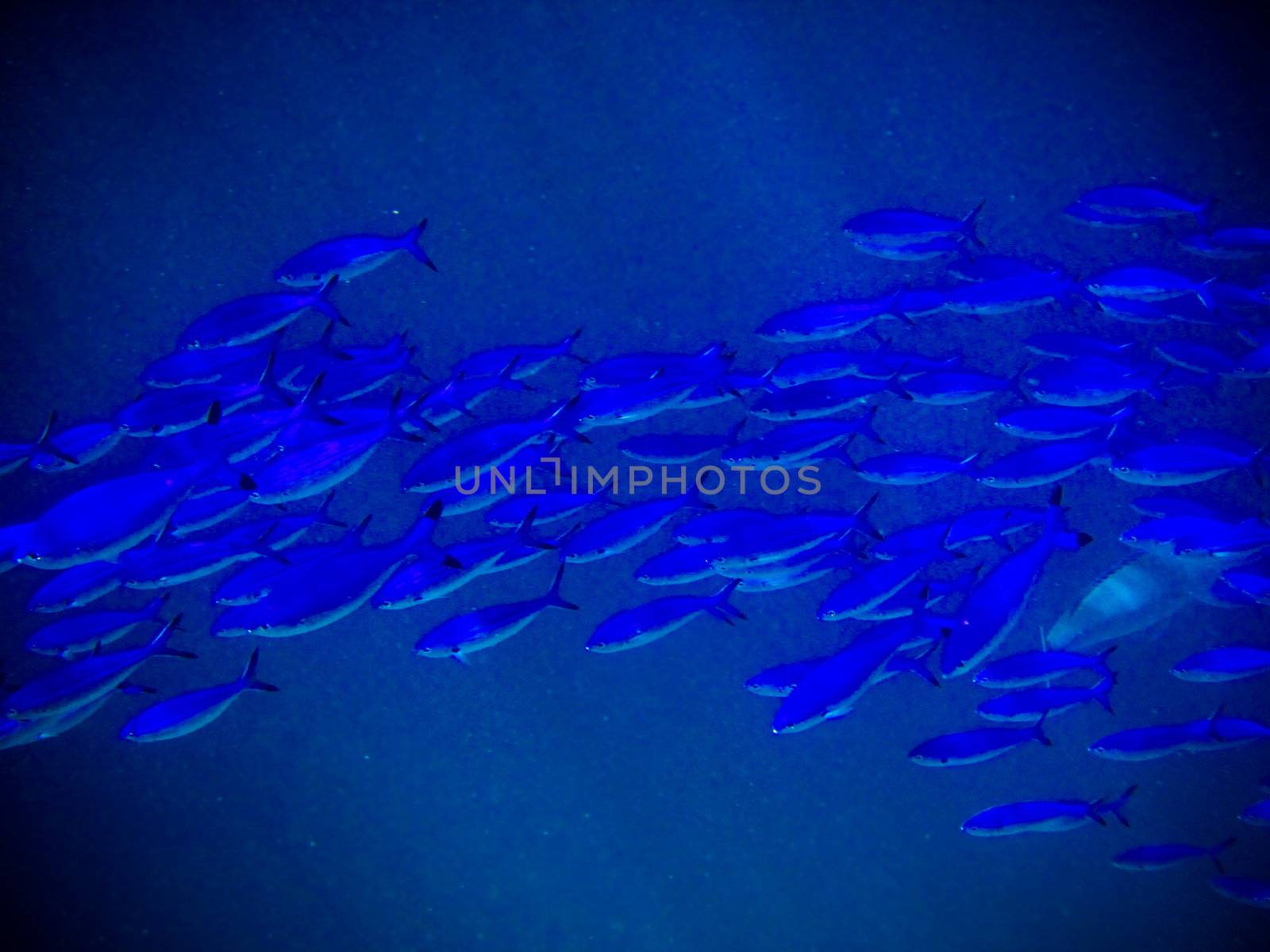under water world at Maldives by anobis