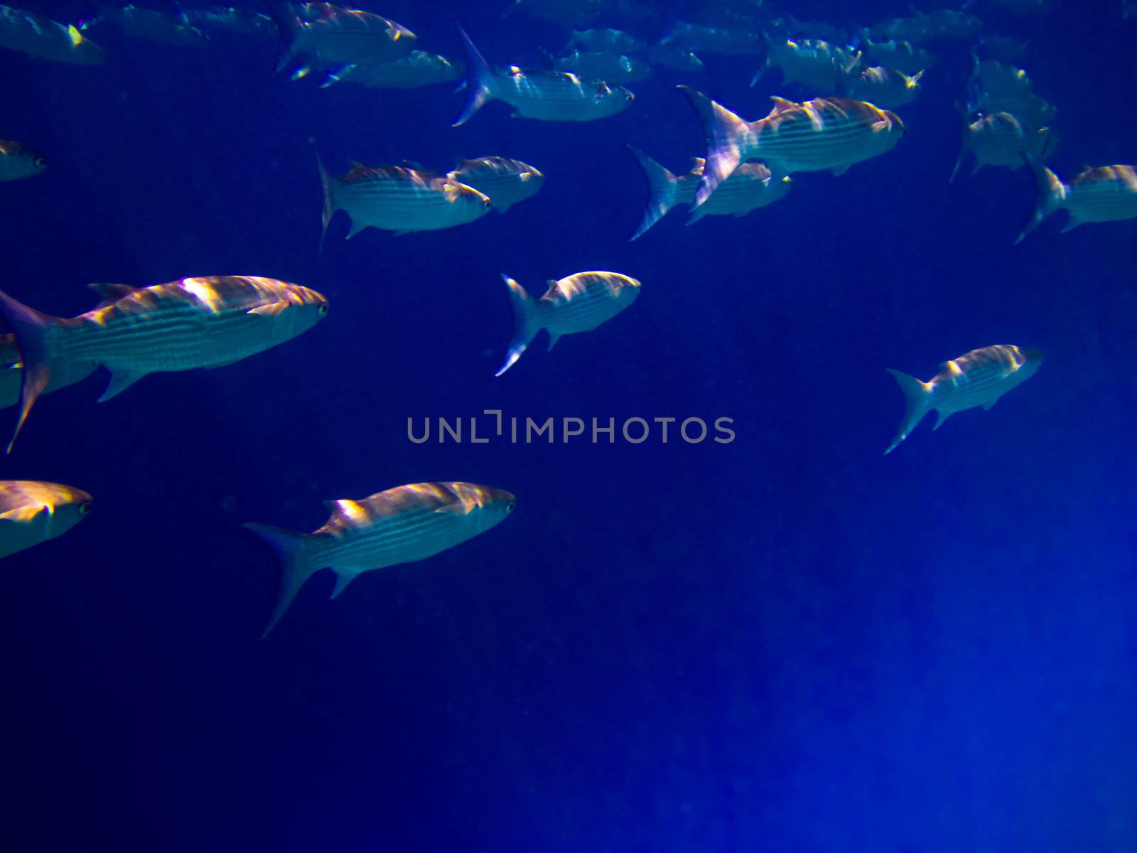 under water world at Maldives blue clear sea