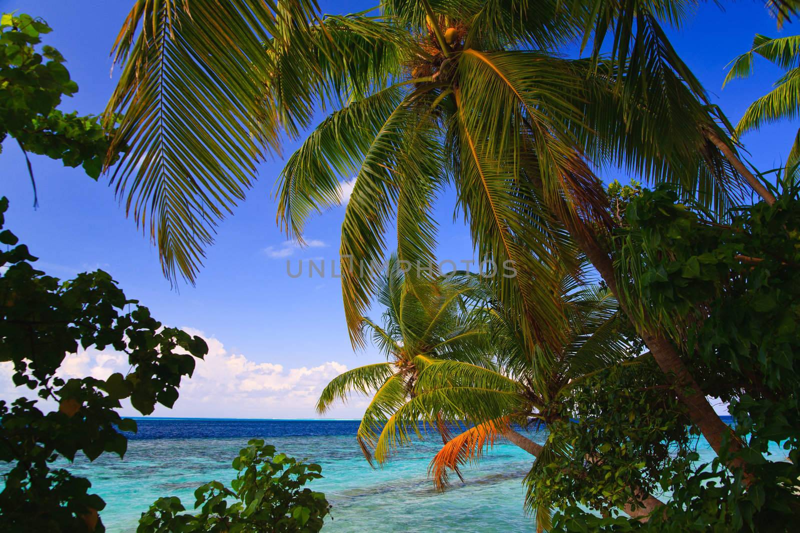Tropical Paradise at Maldives by anobis
