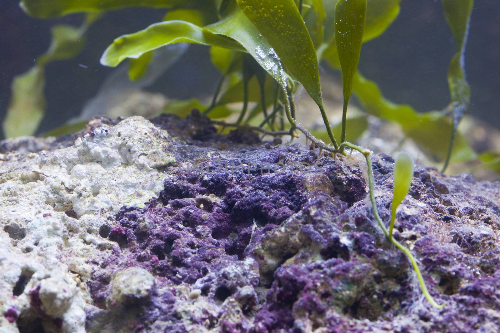 tropical animal in a salt water fish tank aquarium under water. Flash light can kill the animals so the photo was taken with available lights and reflectors 