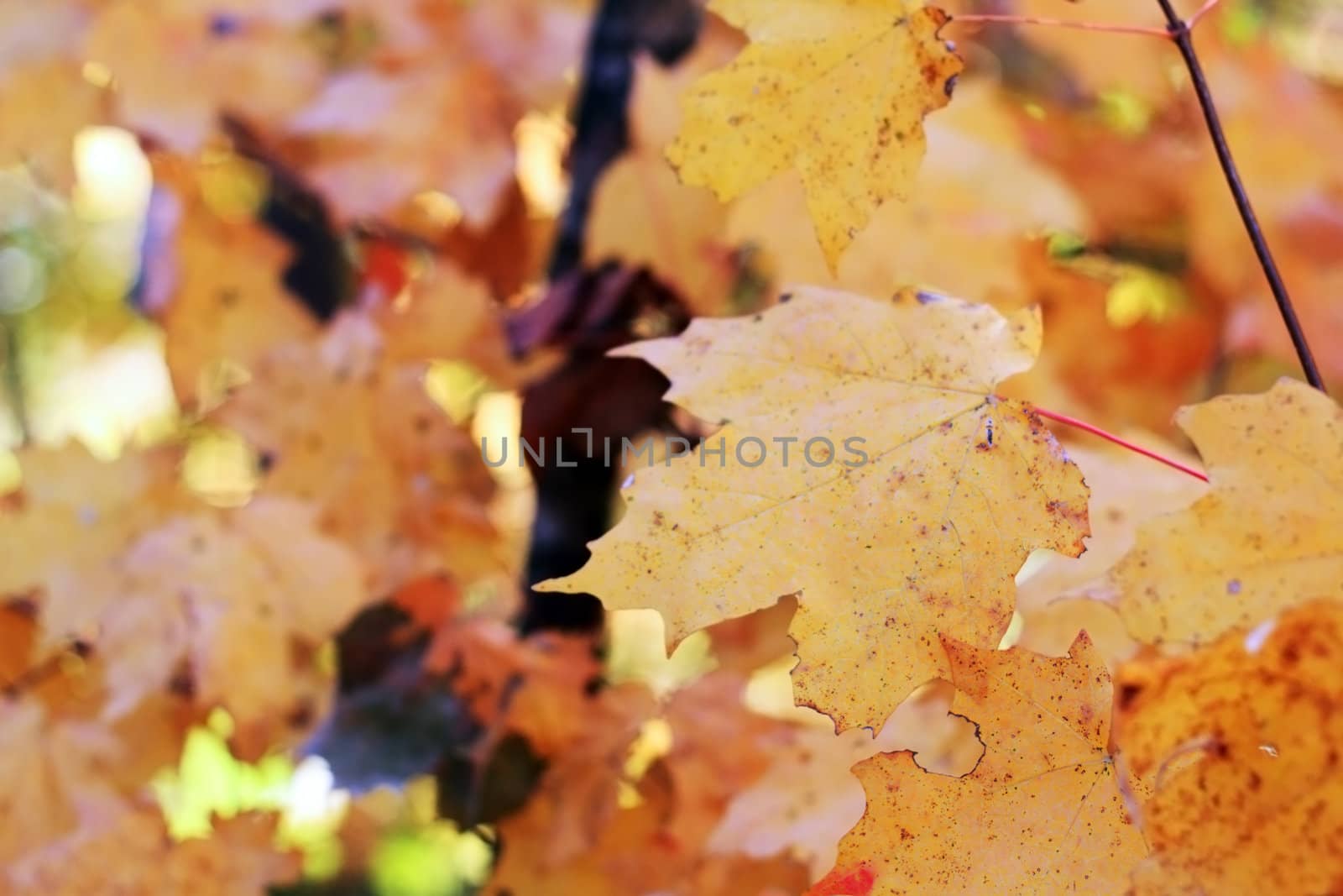 Colorful maple leaves in autumn. Selective focus with extreme shallow dof.