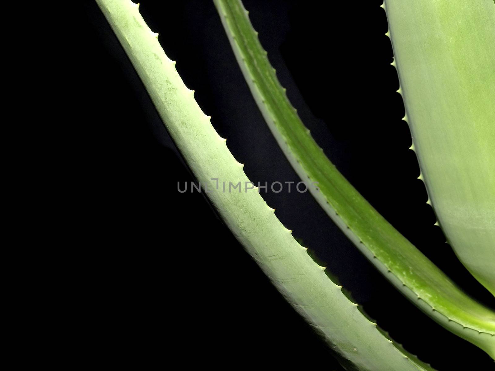 Aloe, medicine plant of the american native