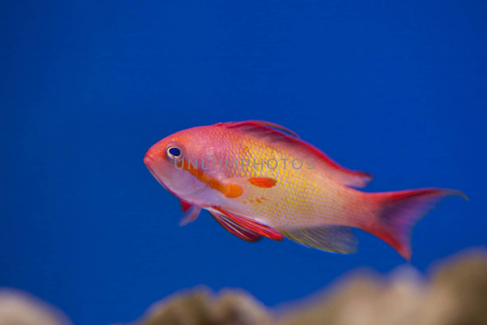 tropical animal in a salt water fish tank aquarium under water. Flash light can kill the animals so the photo was taken with available lights and reflectors 