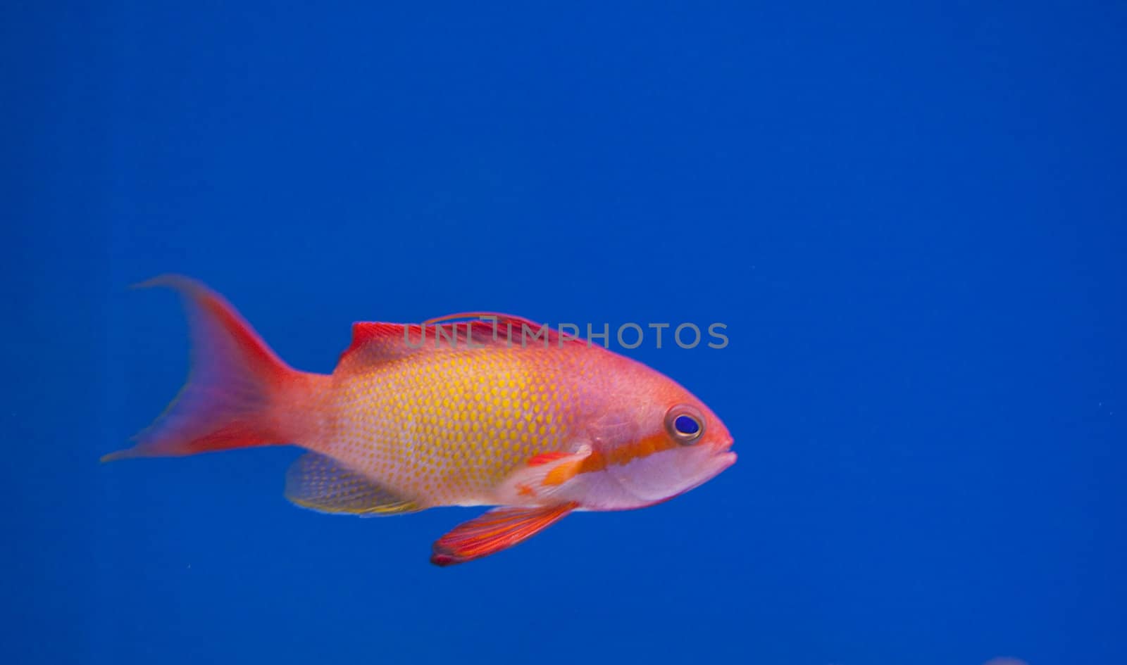 tropical animal in a salt water fish tank aquarium under water. Flash light can kill the animals so the photo was taken with available lights and reflectors 