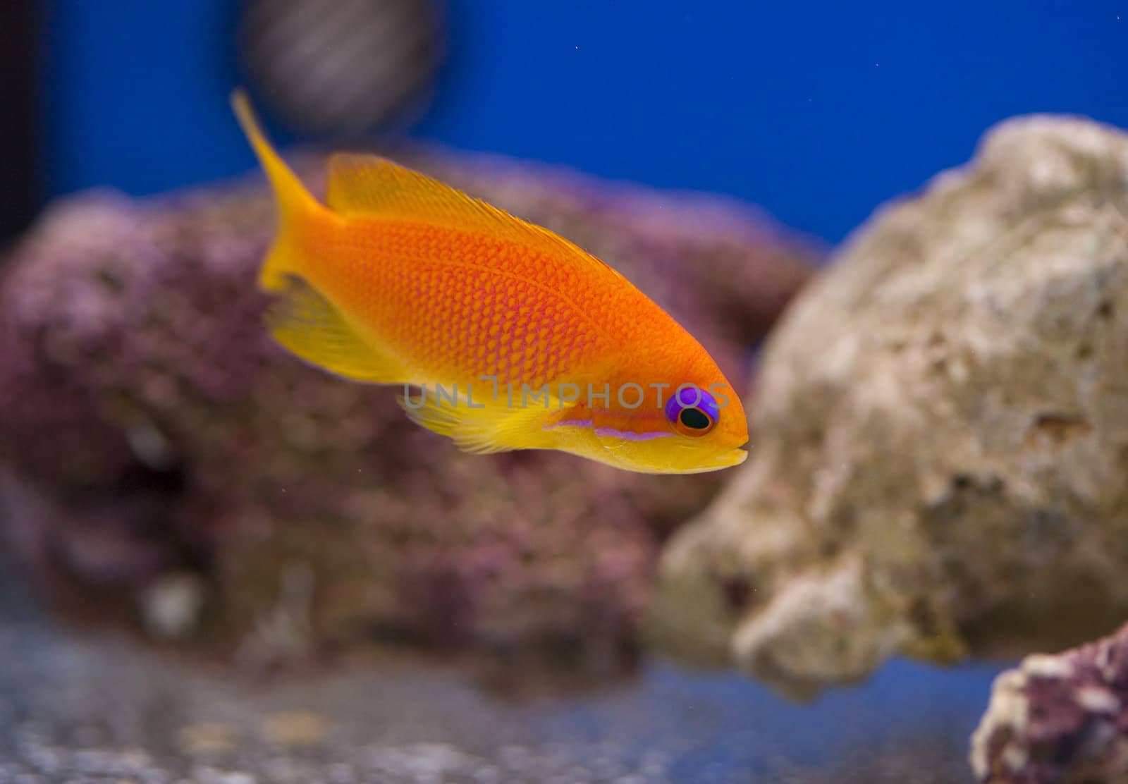 tropical animal in a salt water fish tank aquarium under water. Flash light can kill the animals so the photo was taken with available lights and reflectors 