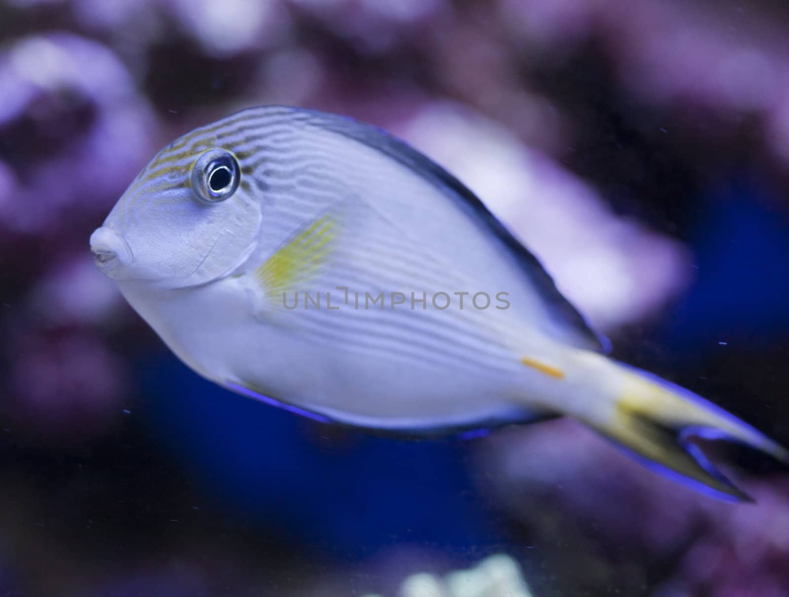 tropical animal in a salt water fish tank aquarium under water. Flash light can kill the animals so the photo was taken with available lights and reflectors 