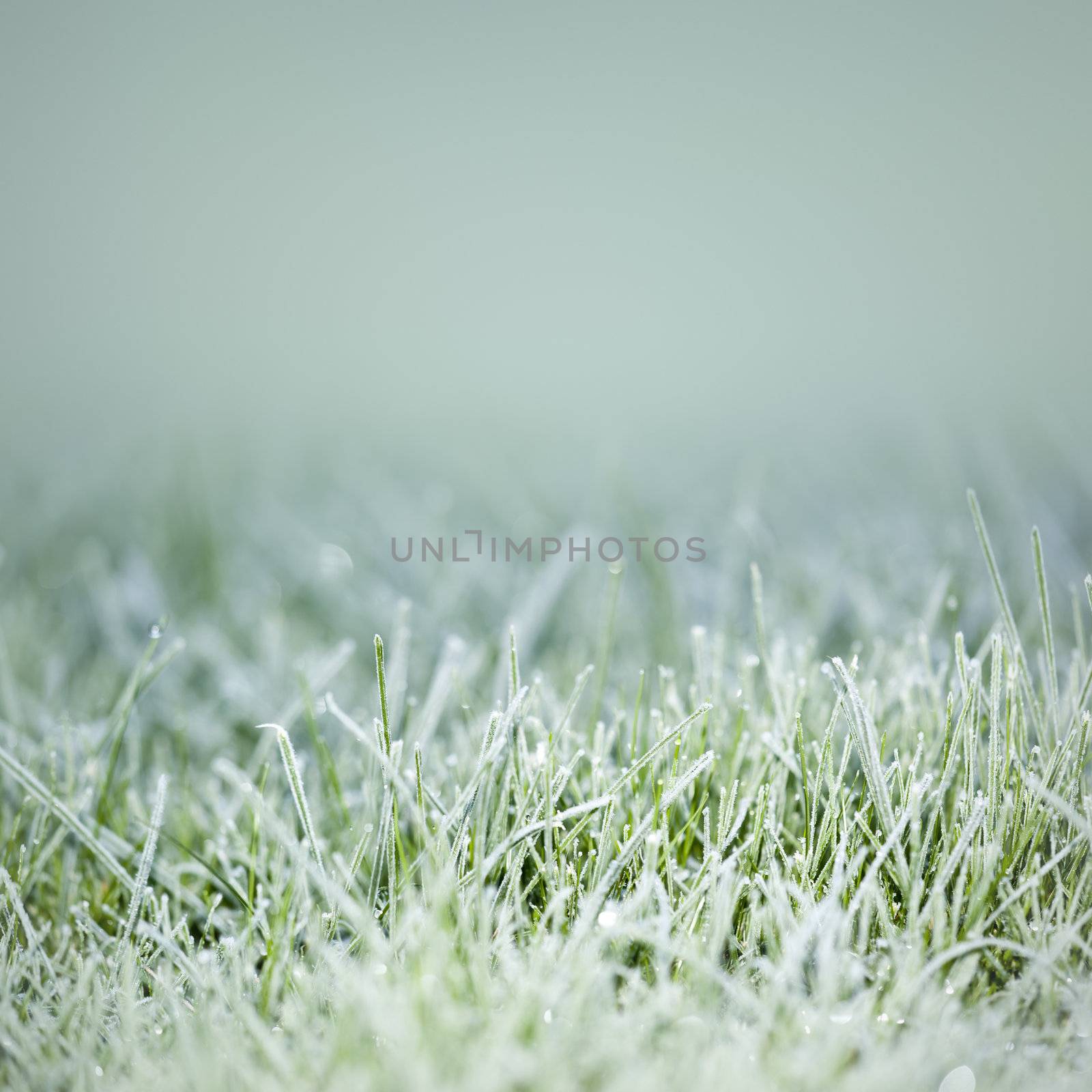 An image of an autumn icy grass