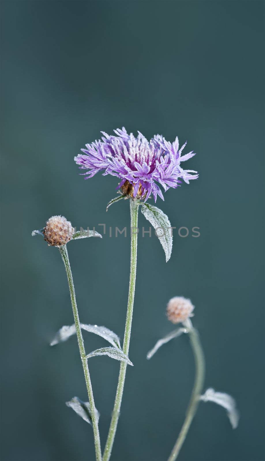 An image of an autumn icy flower