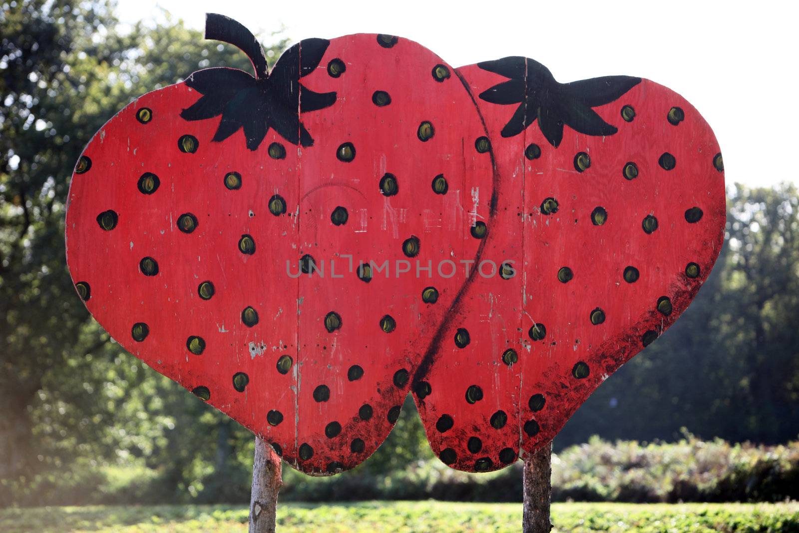 big sign with two red-painted on a strawberry field-closeup
