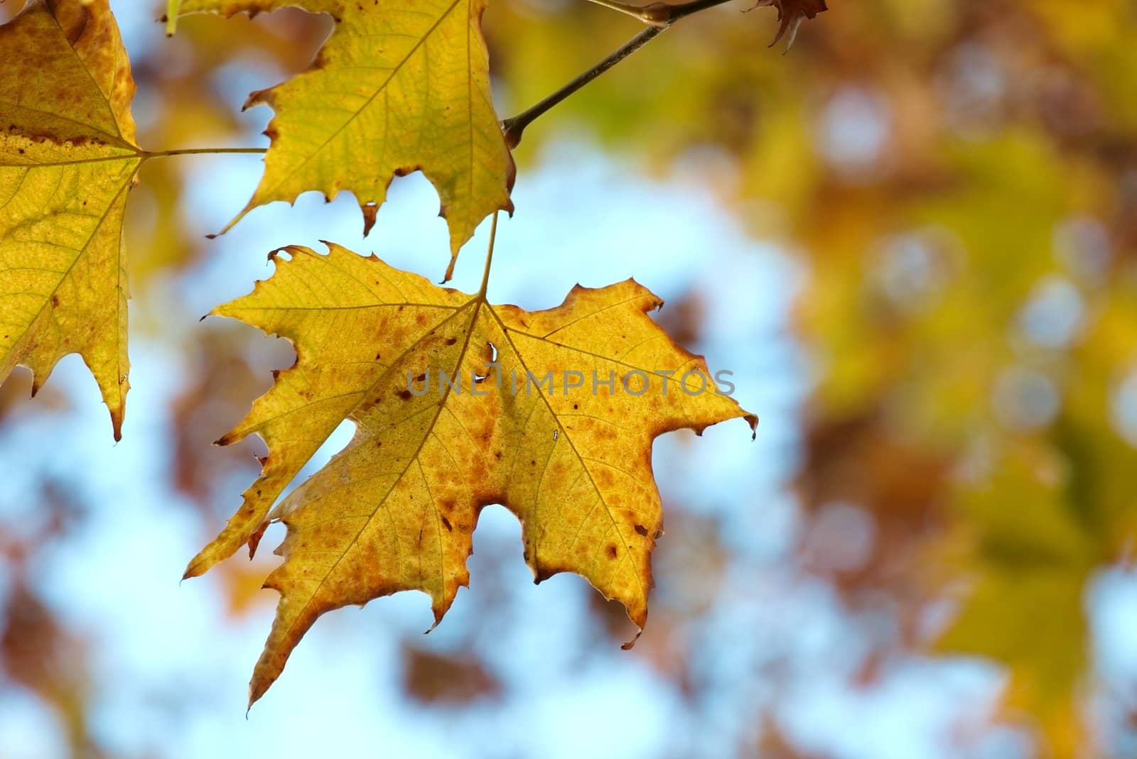 Colorful leaves of a tree in autumn