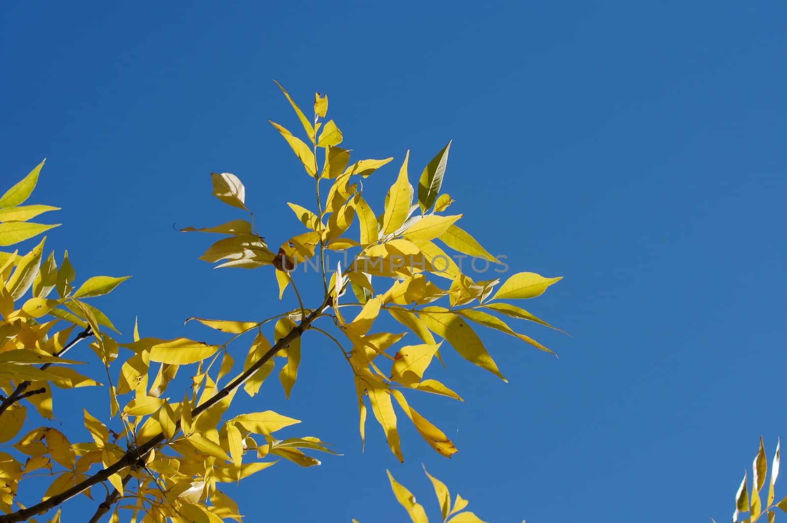 Yellow autumn leaves against clear blue sky