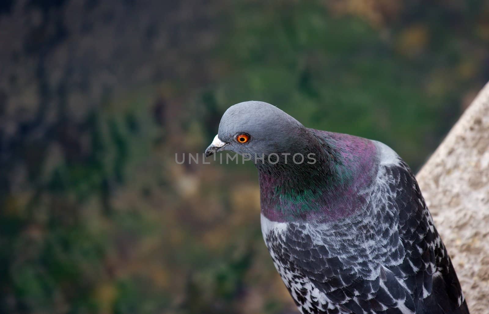 Closeup of a pigeon with blurred background