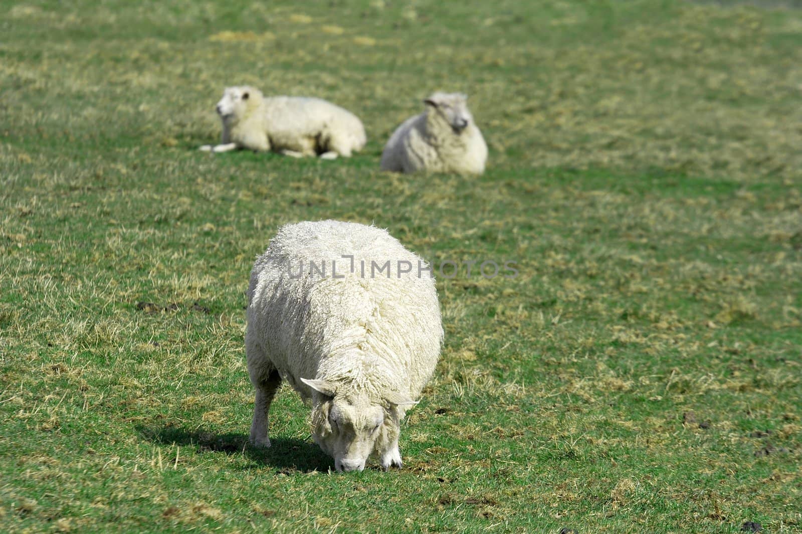 sheep by Gudella