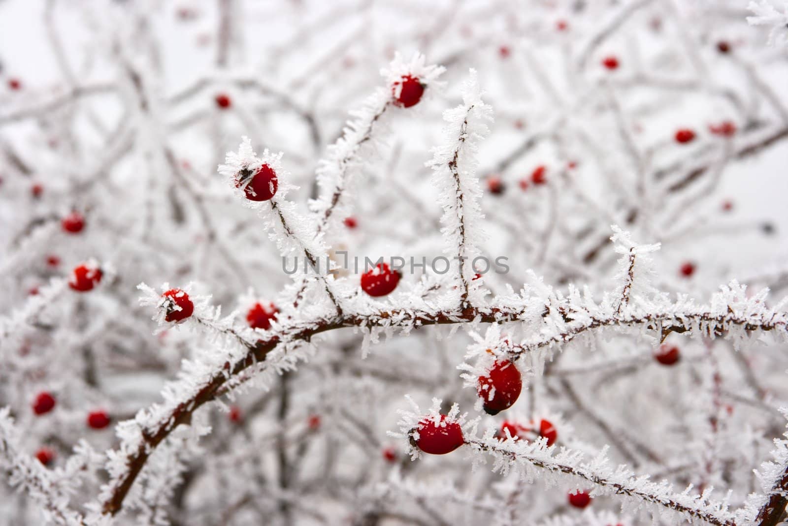 Red rose-hip in winter under frost