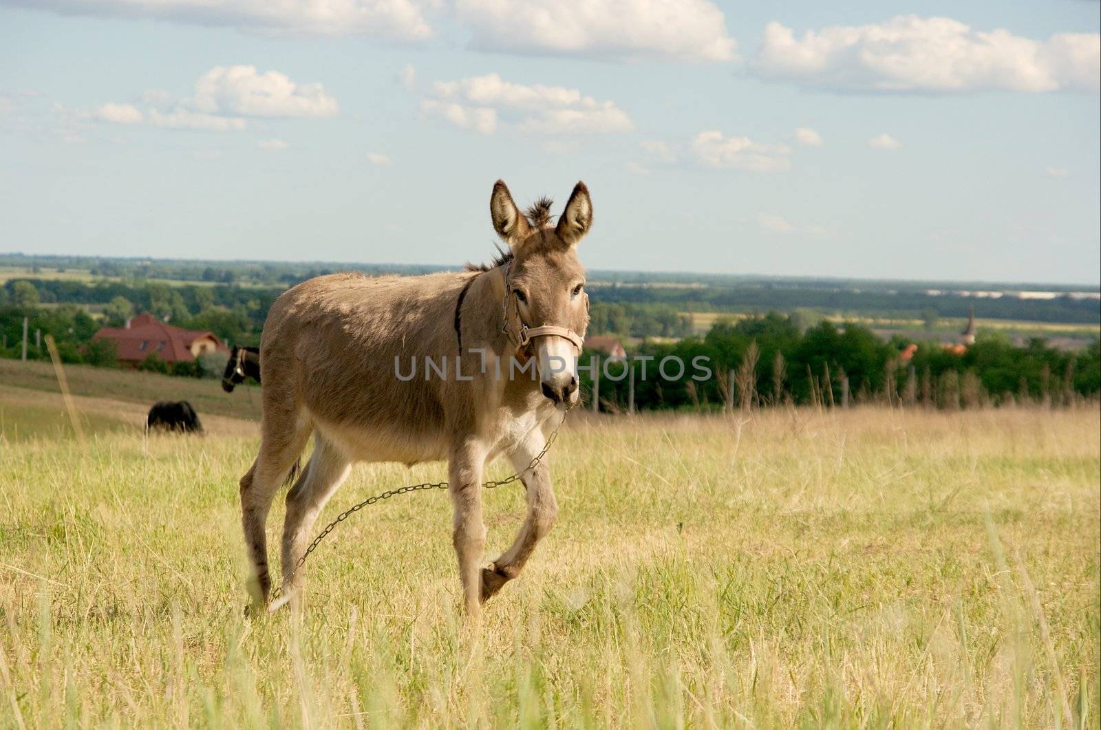 Gray donkey walking on a bright field