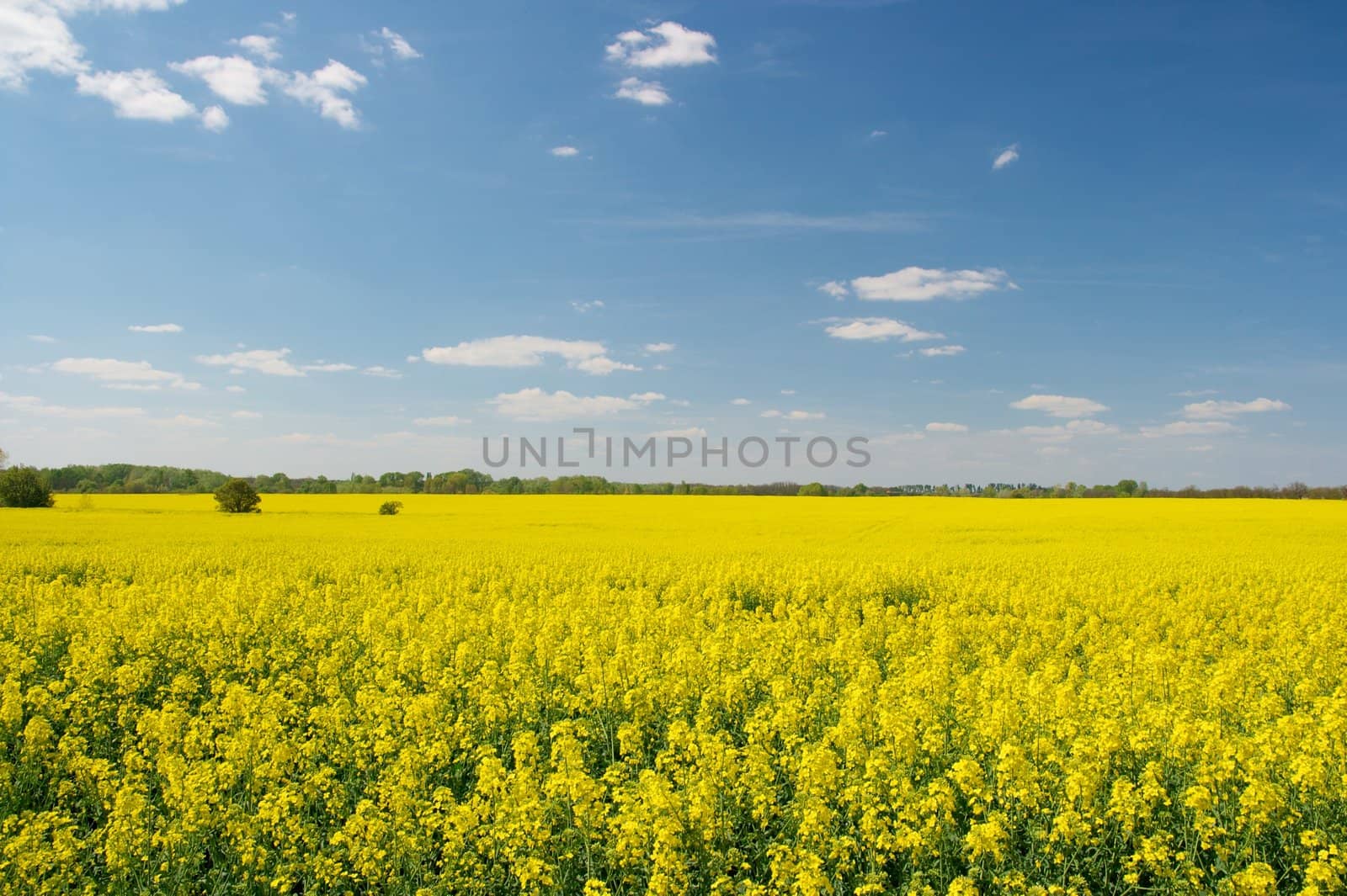 Vast field of blooming yellow rape plants