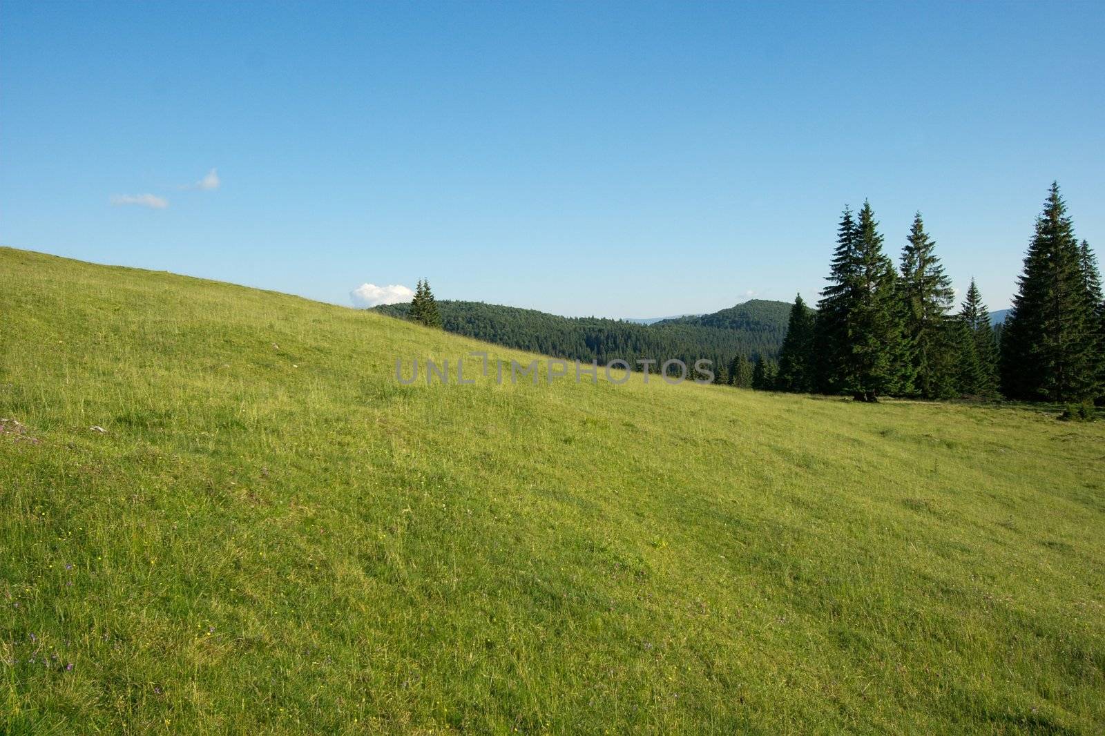 Simple green field on a hilly landscape